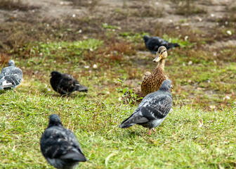 ducks in the grass