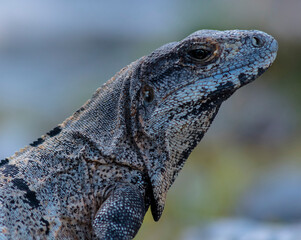 Iguana face