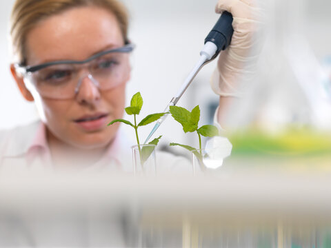 Plant biotechnology, Scientist growing various strains of plant to develop disease resistance