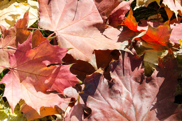 autumn still life with red fallen maple leaves. crimson-red maple leaves. maple leaves are red in close-up