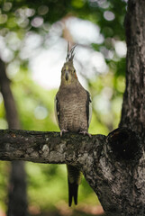 Portrait of parrot (Cockatiel) sitting on the tree branch in forest - green background.