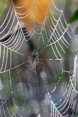 spider web with dew drops	