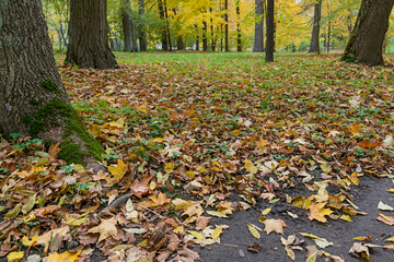 bright autumn maple leaves on a lawn in a suburban park near St. Petersburg, Russia