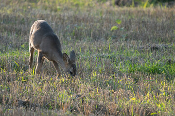 deer in the grass