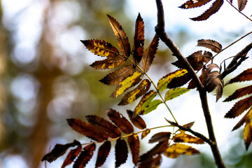 Colorful autumn leaves