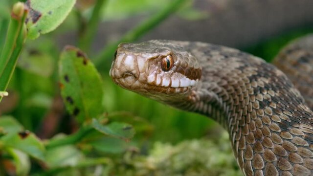 Common European adder viper (Vipera berus) sticking out tongue and smelling