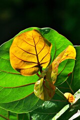 Nahaufnahme Pflanzenblatt