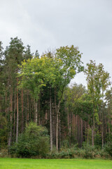 Obraz premium A meadow with trees in autumn colors