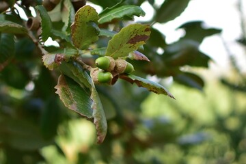 Obraz premium Young green acorns on branch of an oak on blurred background