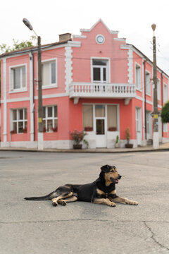 Dog on the street in a small town, Kosti, Bulgaria