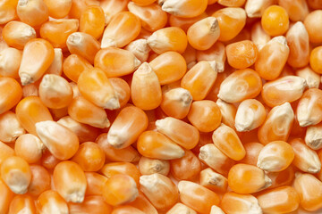 A lots of  raw corn as a textured background for food advertising