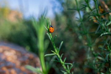 Mariquita naranja sobre un tallo de romero