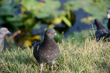 pigeon walking in the grass
