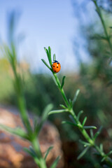 Mariquita naranja sobre un tallo de romero