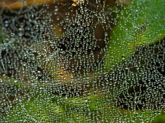 Spider web covered with dew. Close-up of the spider web