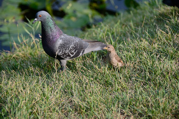 Dove in the company of a small bird walking in the grass