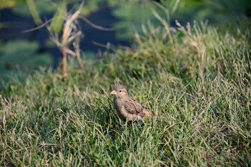 A little bird in the grass looks around