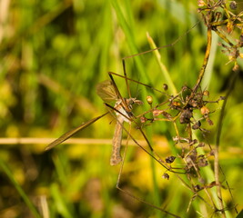 Tipula paludos. European crane fly. Insect on dry flower