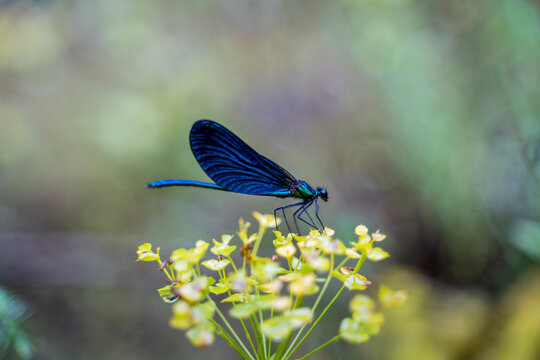 Blue dragonfly on a blossom, Strandja Mountains, Bulgaria