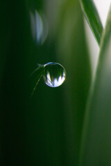 Fotografía macro de una gota de agua sobre una brizna de césped
