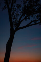 Fototapeta na wymiar Un árbol a contraluz con el anochecer de fondo