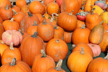 Hintergrund Zierkürbisse. Kürbisernte.