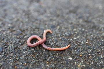 a red earthworm curled up on a hard surface