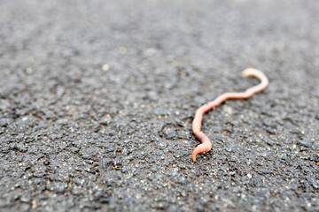 close-up of a worm on a hard surface. part of the worm out of focus