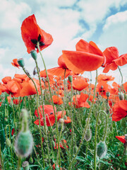 Obraz premium Campo de amapolas con cielos cubiertos y coloridos