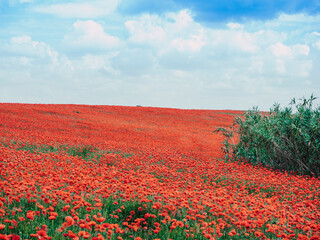 Campo de amapolas con cielos cubiertos y coloridos