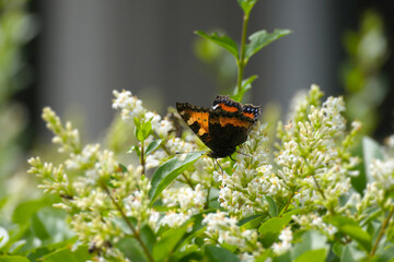 Small tortoiseshell butterfly (Aglais urticae) with partially open wings perched on white flowering hedge in Zurich, Switzerland