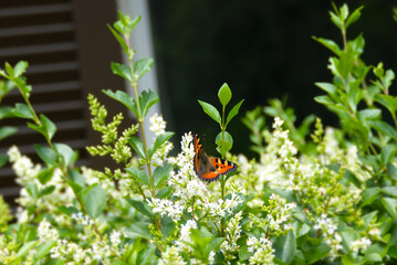 Small tortoiseshell butterfly (Aglais urticae) with open wings perched on white flowering hedge in Zurich, Switzerland