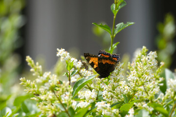 Small tortoiseshell butterfly (Aglais urticae) with partially open wings perched on white flowering hedge in Zurich, Switzerland