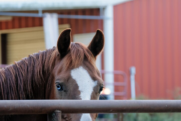 Young horse alert and listening ears while looking over fence on farm.