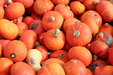 Hintergrund Zierkürbisse. Kürbisernte.