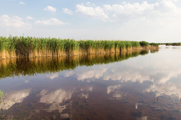 Austria, Burgenland, reed at lake Neusiedl