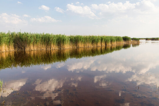 Austria, Burgenland, reed at lake Neusiedl