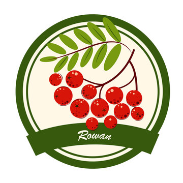 Rowan. Berries Jam, Marmalade, dessert and ice cream Label. Flat style. Vector Illustration.