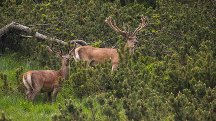 Two red deer, cervus elaphus, standing on mountains in spring nature. Pair of stags looking in...