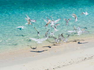 Maledives, Ross Atoll, flying swallows hunting fish