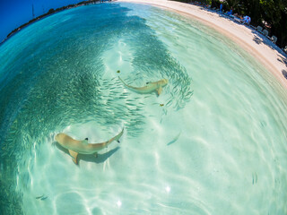 Maledives, Ross Atoll, lagune with sardines and hunting blacktip reef sharks