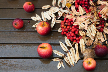 Autumn still life, on a wooden table. in the rain. Red apples, red rowan pumpkins.