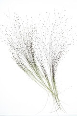 dry plant with seeds on the white
