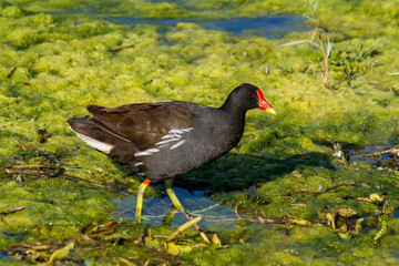 Water chickens (Rallidae) are a family belonging to the cranberry order.
They spread all over the world. Coasts, swamps and wetlands are their habitats. They feed as omnivores.