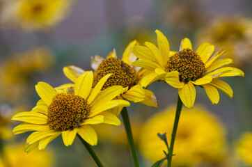 Yellow Flowers blooming in Late Autumn