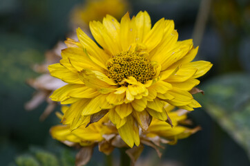 Yellow Flowers blooming in Late Autumn