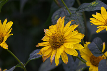 Yellow Flowers blooming in Late Autumn