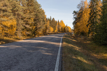 Fototapeta premium An empty driveway surrounded by yellow trees. Autumn sunny day