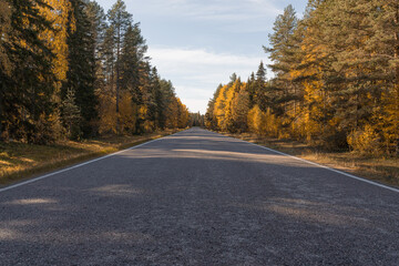 Fototapeta premium An empty driveway surrounded by yellow trees. Autumn sunny day