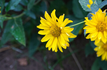 Yellow Flowers blooming in Late Autumn